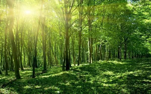 Пейзаж Sun Spring Green Forest